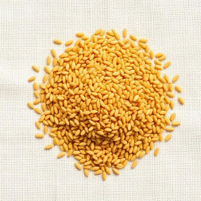 A single grain — golden Sharbati wheat